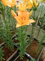 [5135 Sunderland VZ No02.JPG]